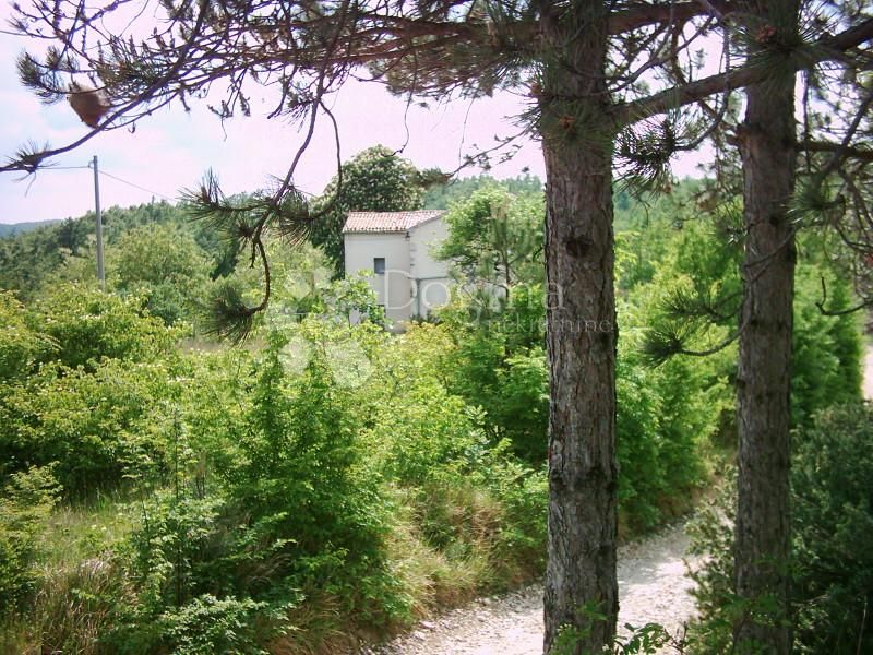 Fotografija