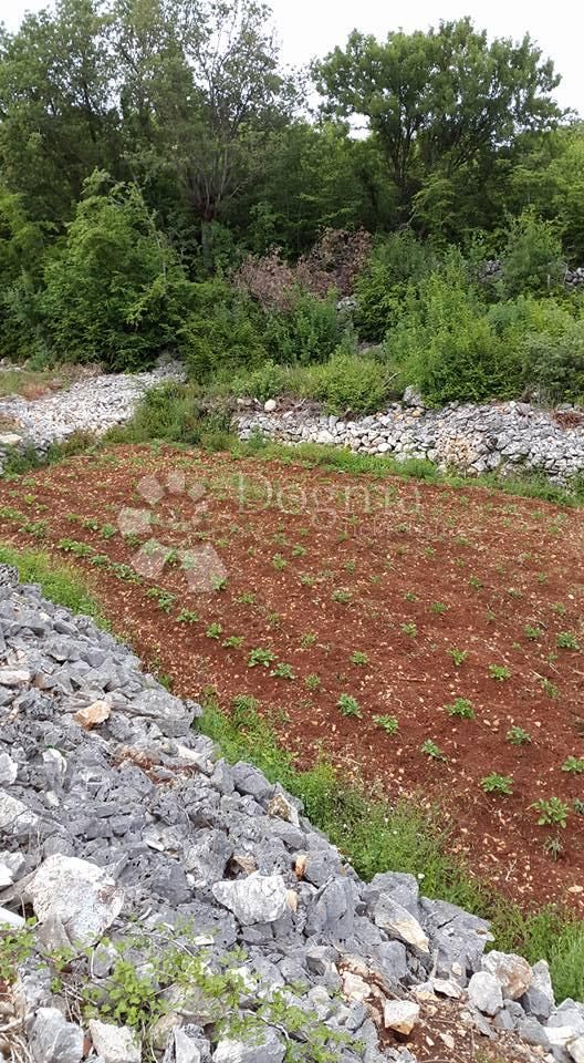 Fotografija