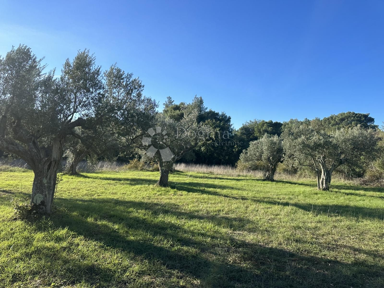 Fotografija