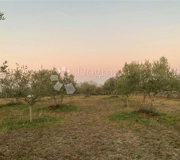 BALE – maslinik i šuma 3 km od mora  - cover