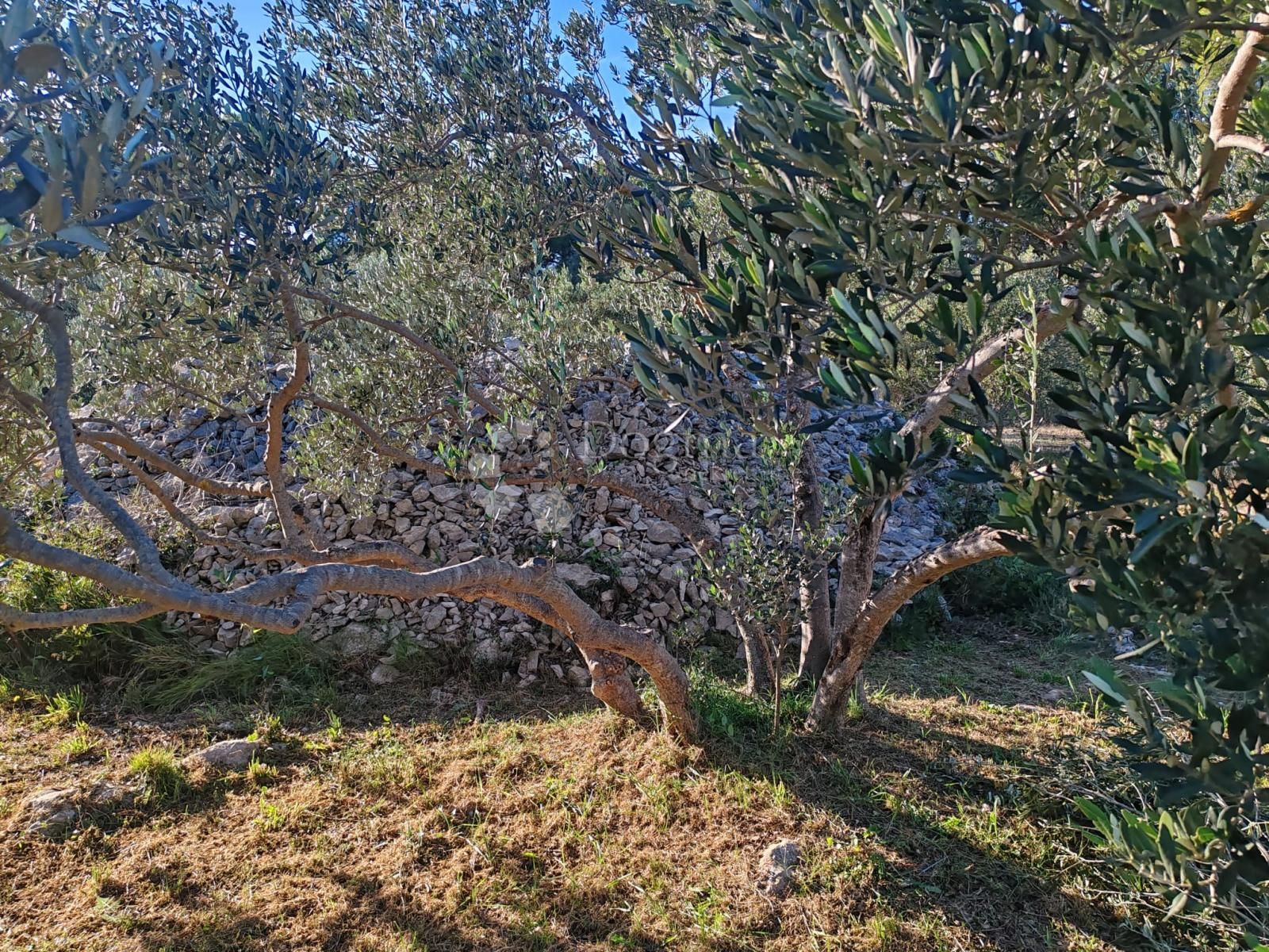 Fotografija