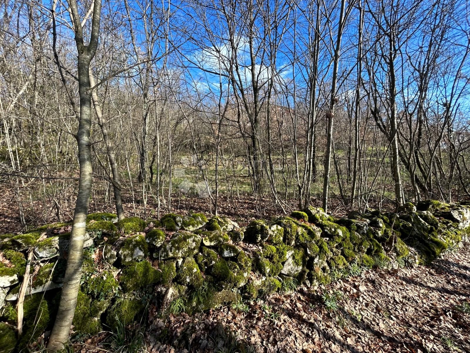 Fotografija