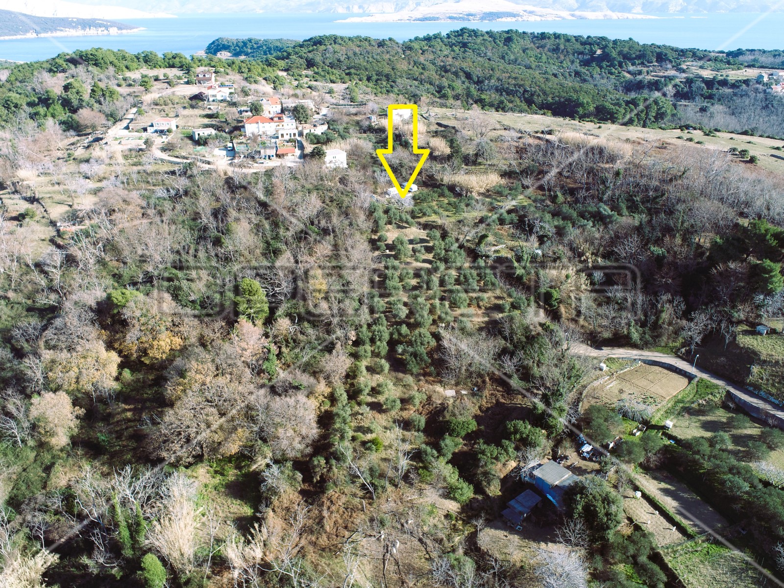 Građevinsko zemljište s maslinama, Lopar, otok Rab, 1.100 m2, - cover